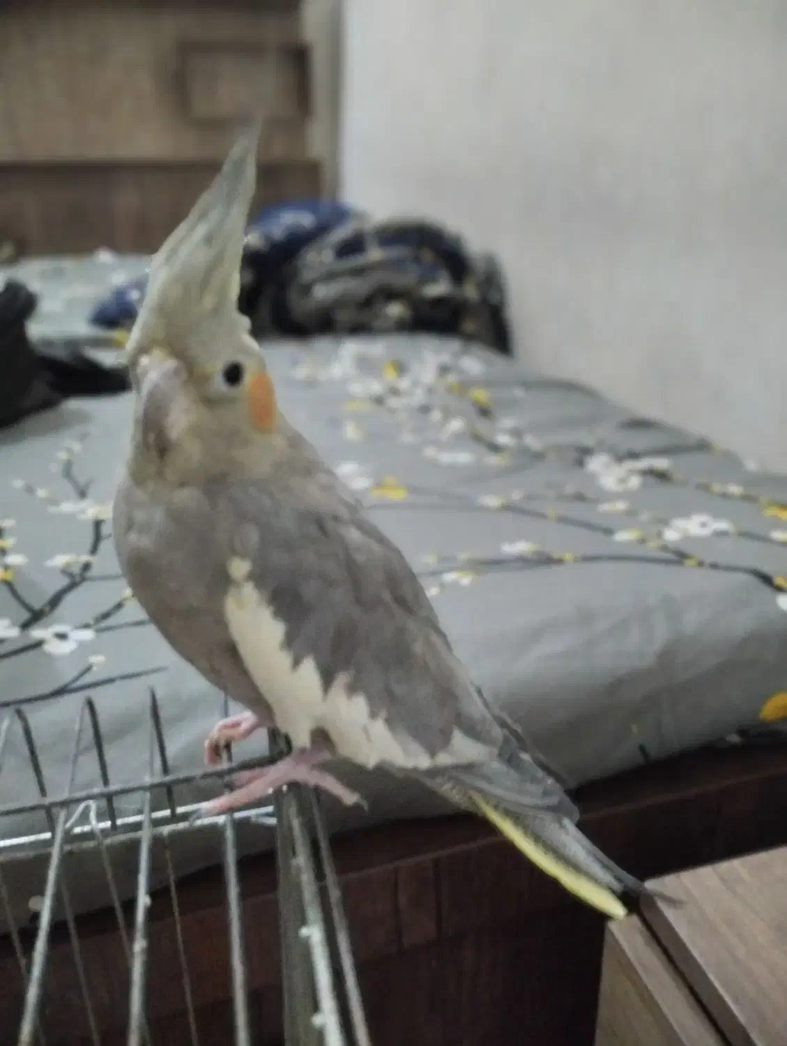 عروس هلندی ماده|پرنده|اندیمشک, |دیوار