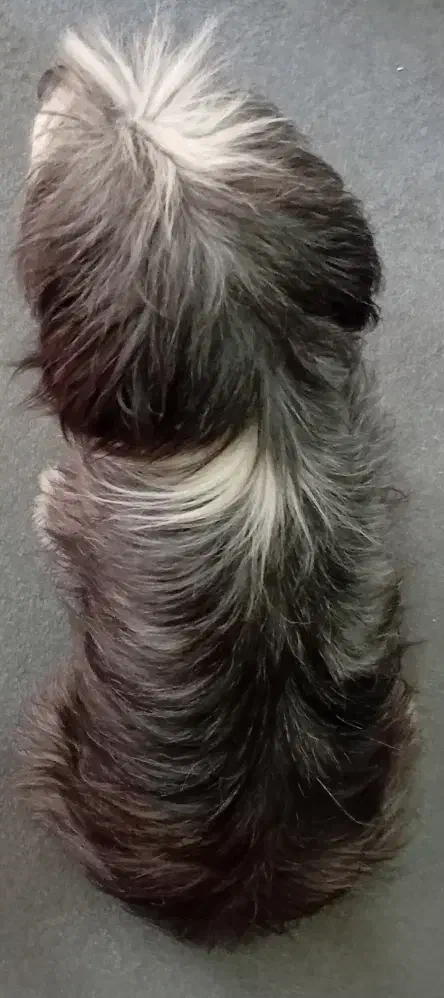 معاوضه سگ شیتزو با گربه|سگ|سنندج, |دیوار