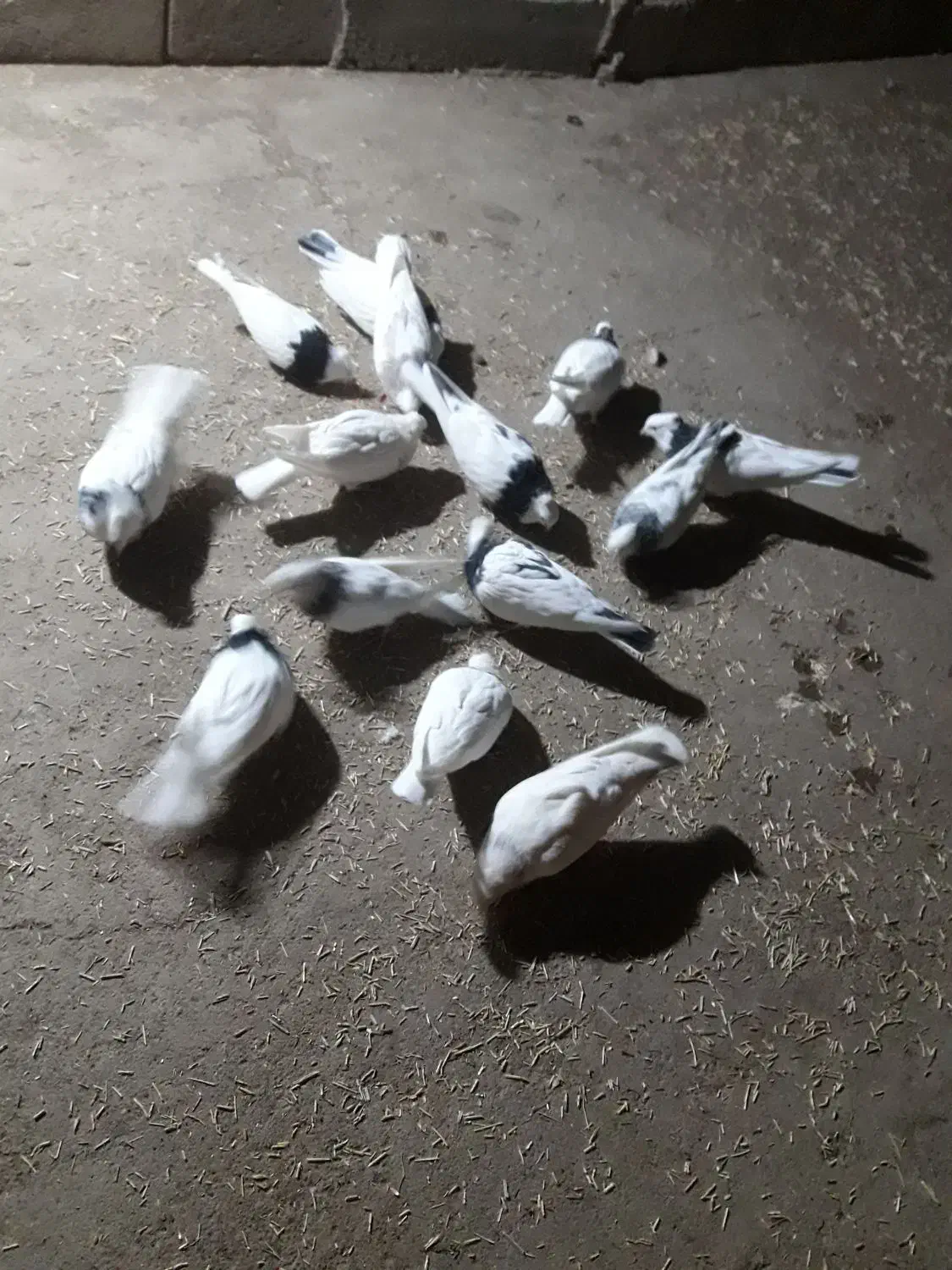 کبوتر|پرنده|سقز, |دیوار