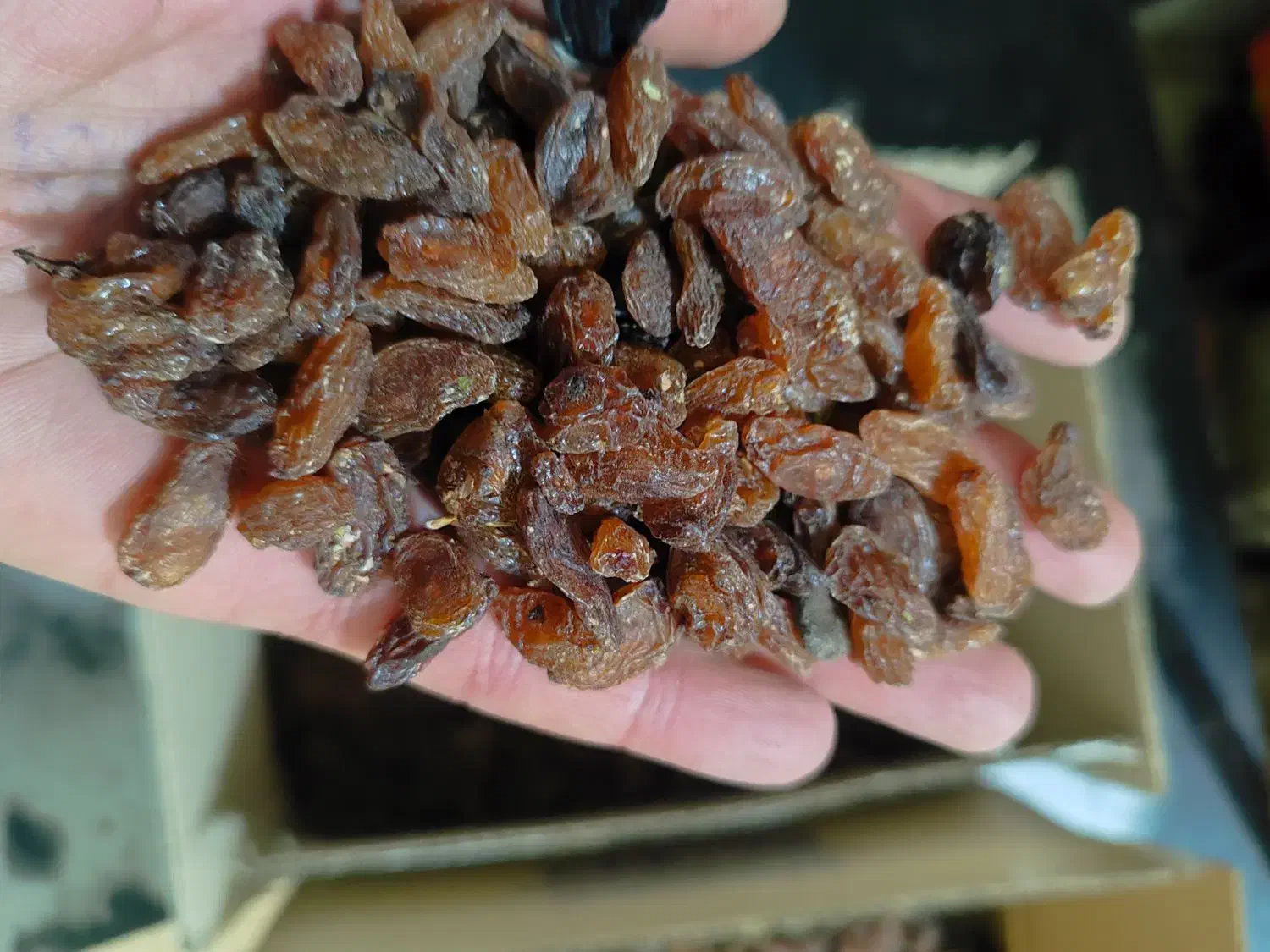 کشمش کاشمر آفتابی درجه یک|خوردنی و آشامیدنی|تبریز, |دیوار