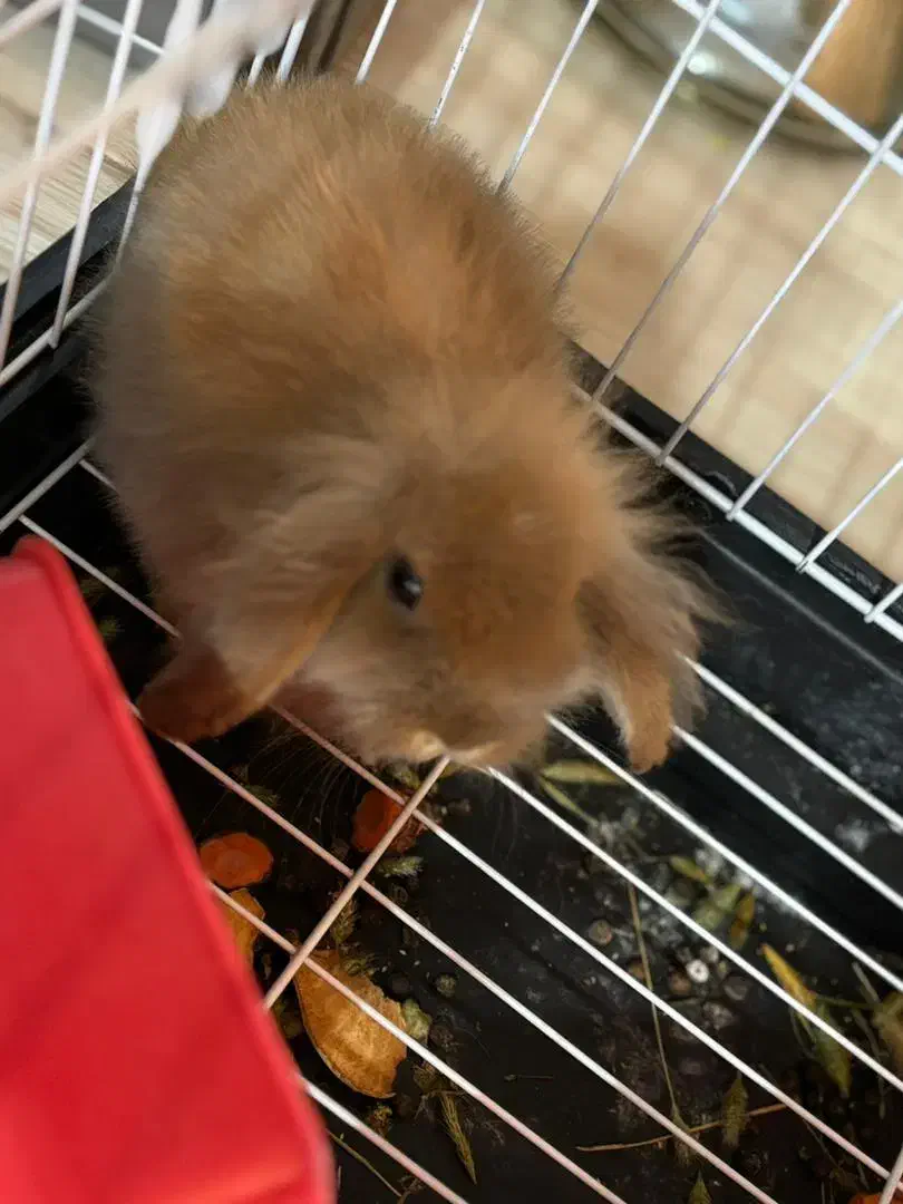 خرگوش لوپ|موش و خرگوش|بندرعباس, |دیوار