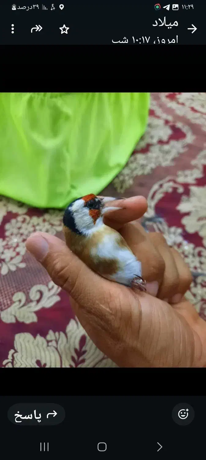 سهره چونه سفید|پرنده|پاکدشت, پاکدشت (مامازند)|دیوار