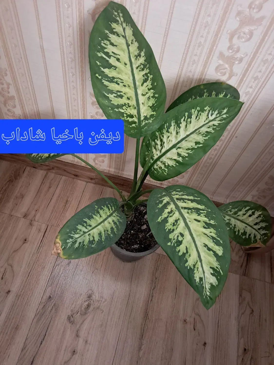 تنوع گلهای جذاب وخوش انرژی|گل و گیاه طبیعی|لوندویل, |دیوار