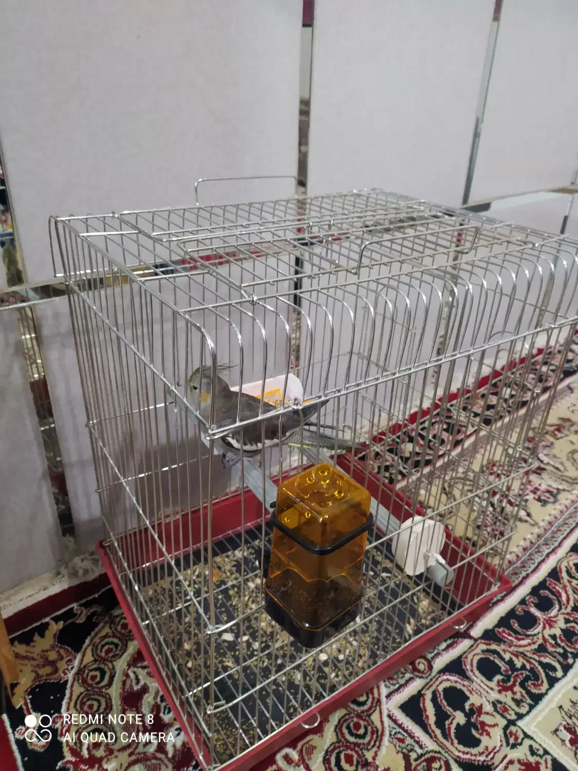 عروس هلندی دستی|پرنده|اسدآباد, |دیوار