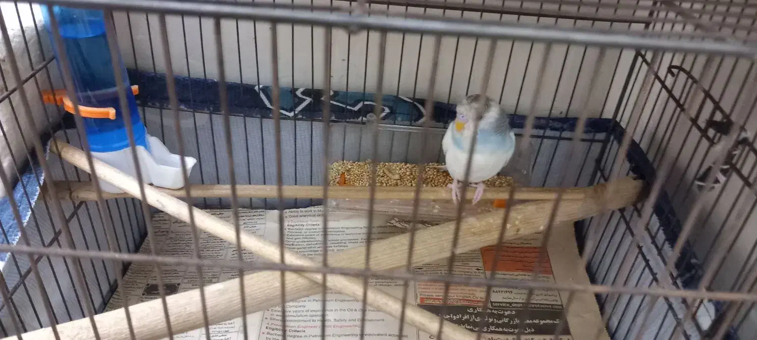 مرغ عشق|پرنده|تهران, بلورسازی|دیوار