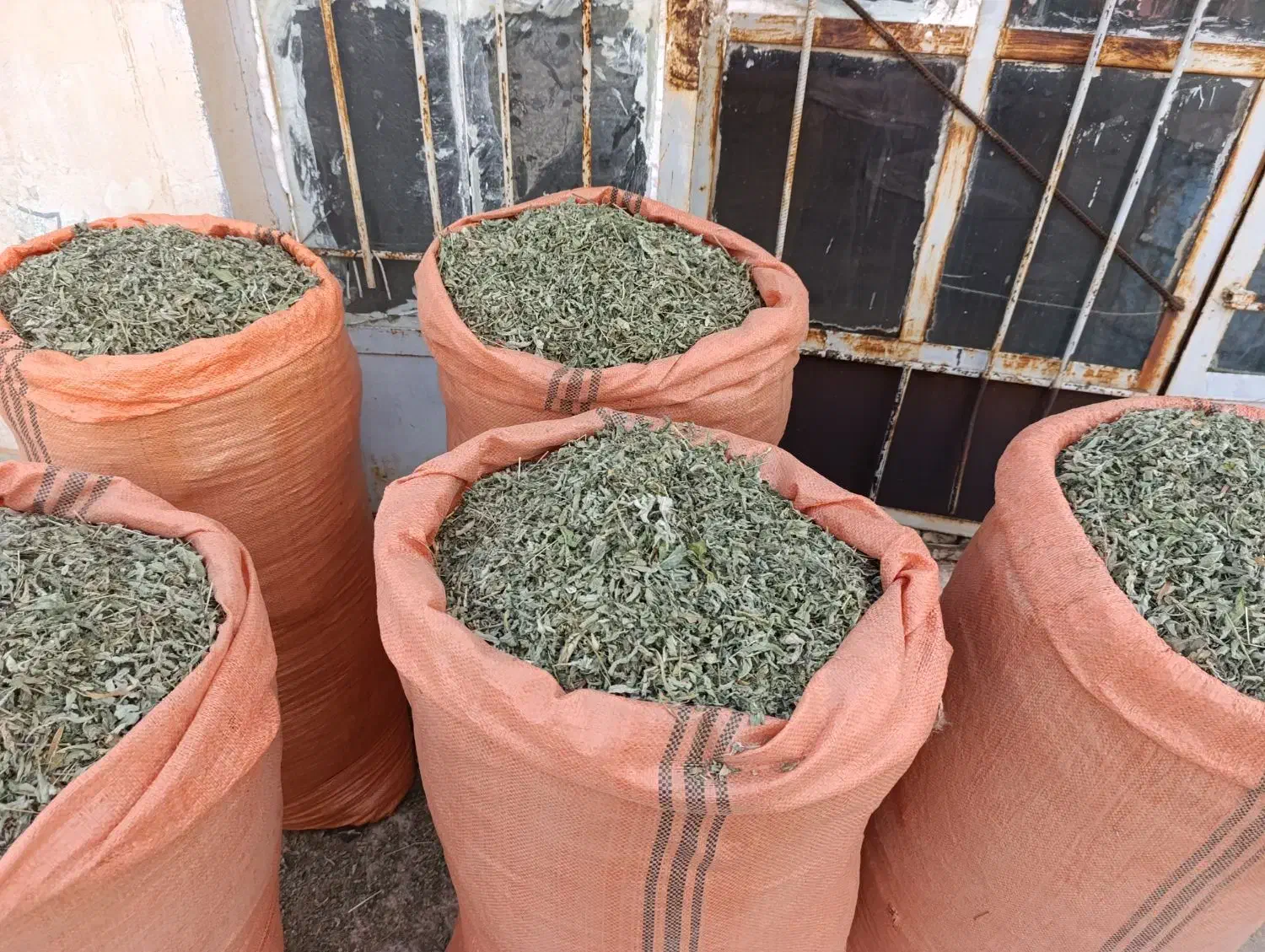 پونه درجه یک|خوردنی و آشامیدنی|گیلان غرب, |دیوار