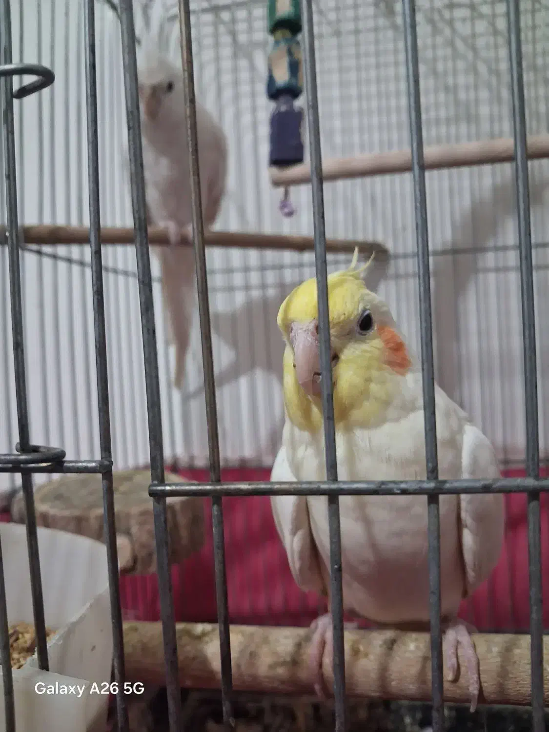 جفت عروس هلندی با ۵ تخم|پرنده|کرج, حسن آباد|دیوار