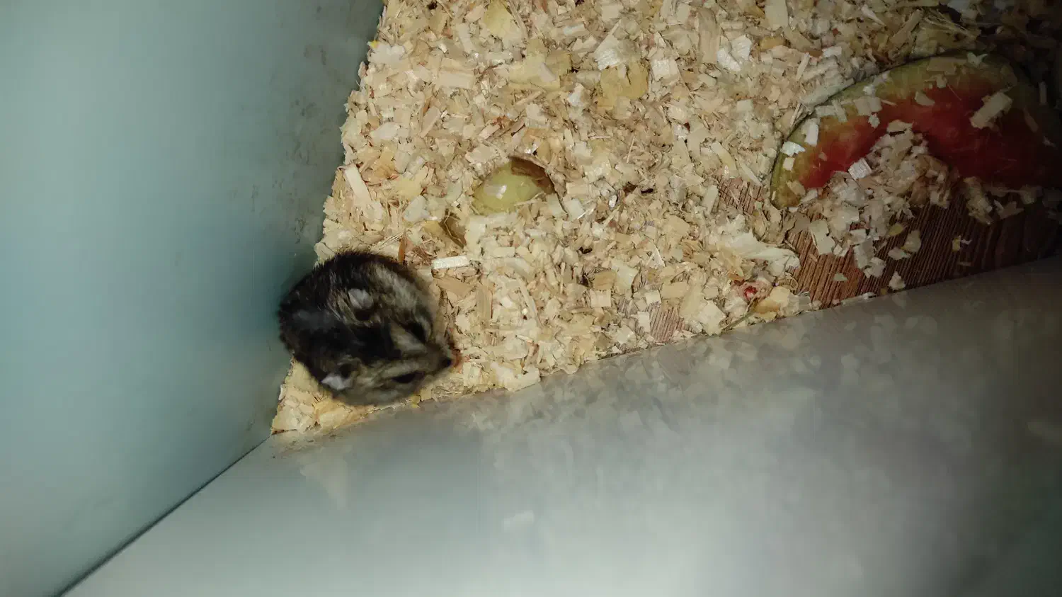 همستر|موش و خرگوش|پردیس, فاز ۸|دیوار