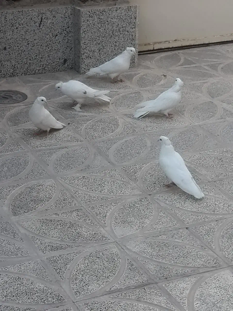 کبوتر رائبی|پرنده|اصفهان, کردآباد|دیوار