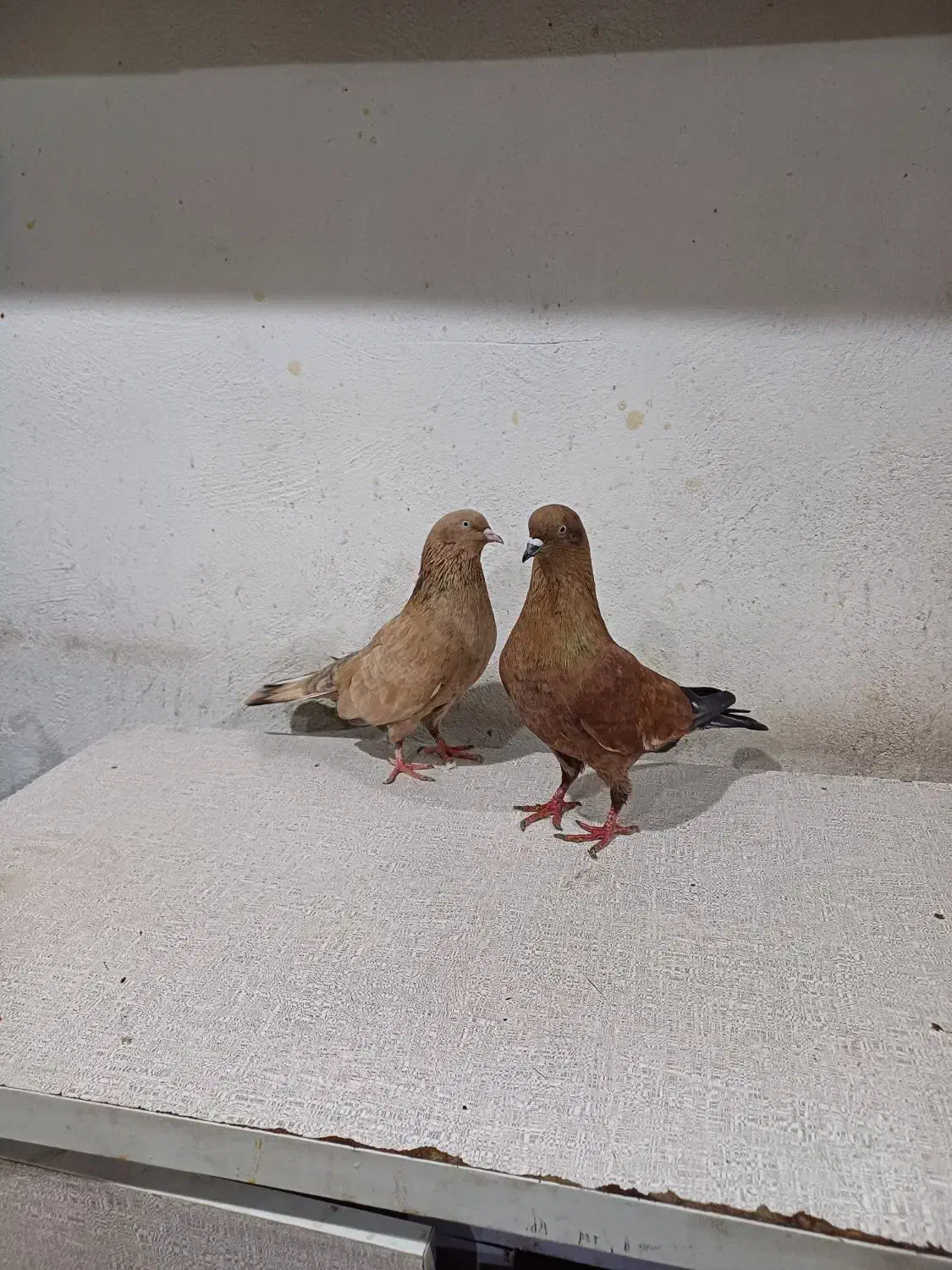 فروش کبوتررنگی|پرنده|بندر امام خمینی, |دیوار