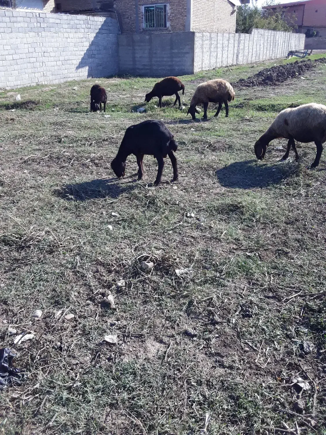 کوسفند نر|حیوانات مزرعه|خان ببین, |دیوار