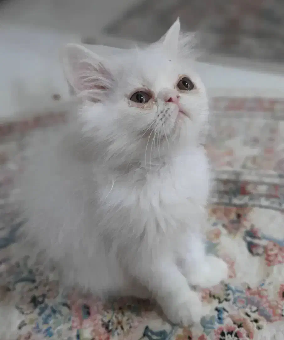 گربع پریشن|گربه|مشهد, هفده شهریور|دیوار