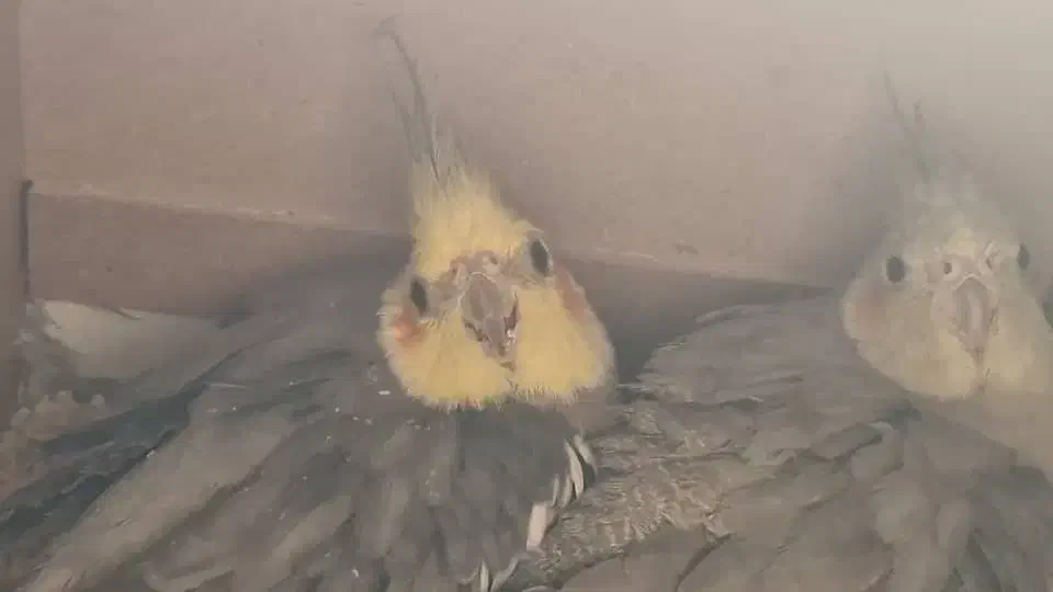 عروس هلندی سینامون مولد|پرنده|اهواز, ۳۰ متری|دیوار