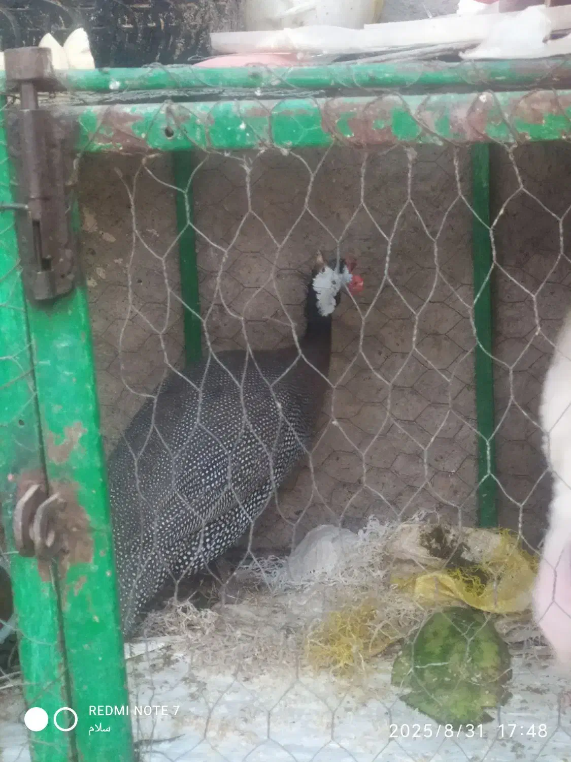 دوعدد مرغ شاخ دار|حیوانات مزرعه|سبزوار, امیر کبیر|دیوار