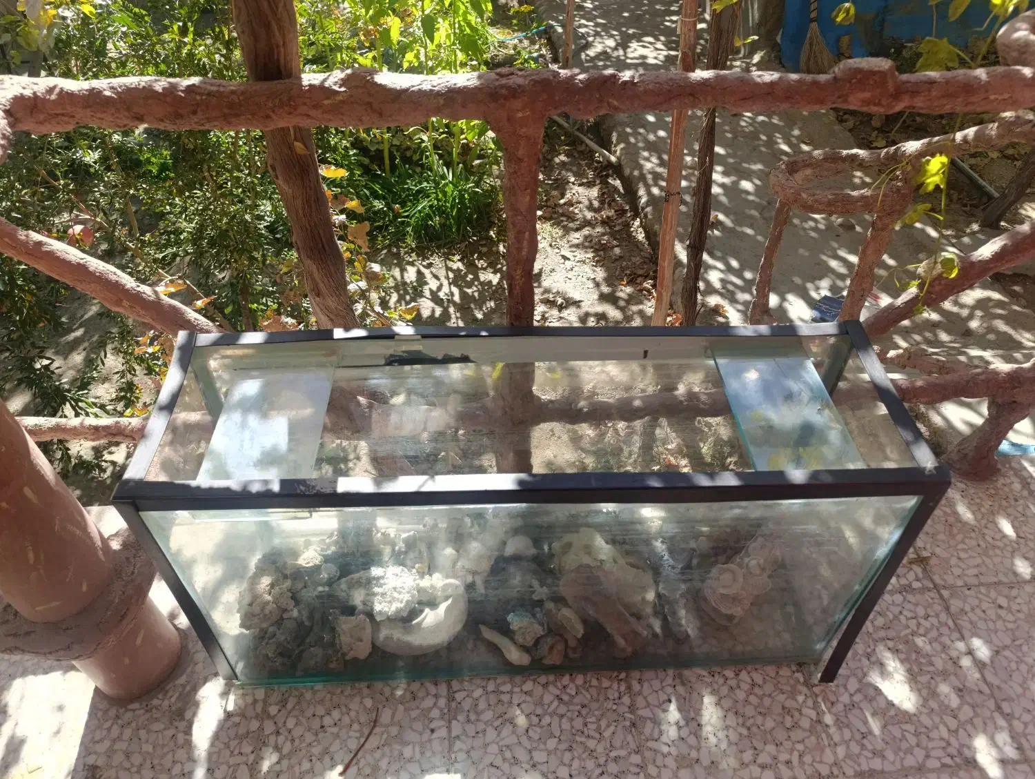 آکواریوم|ماهی|انزل, |دیوار