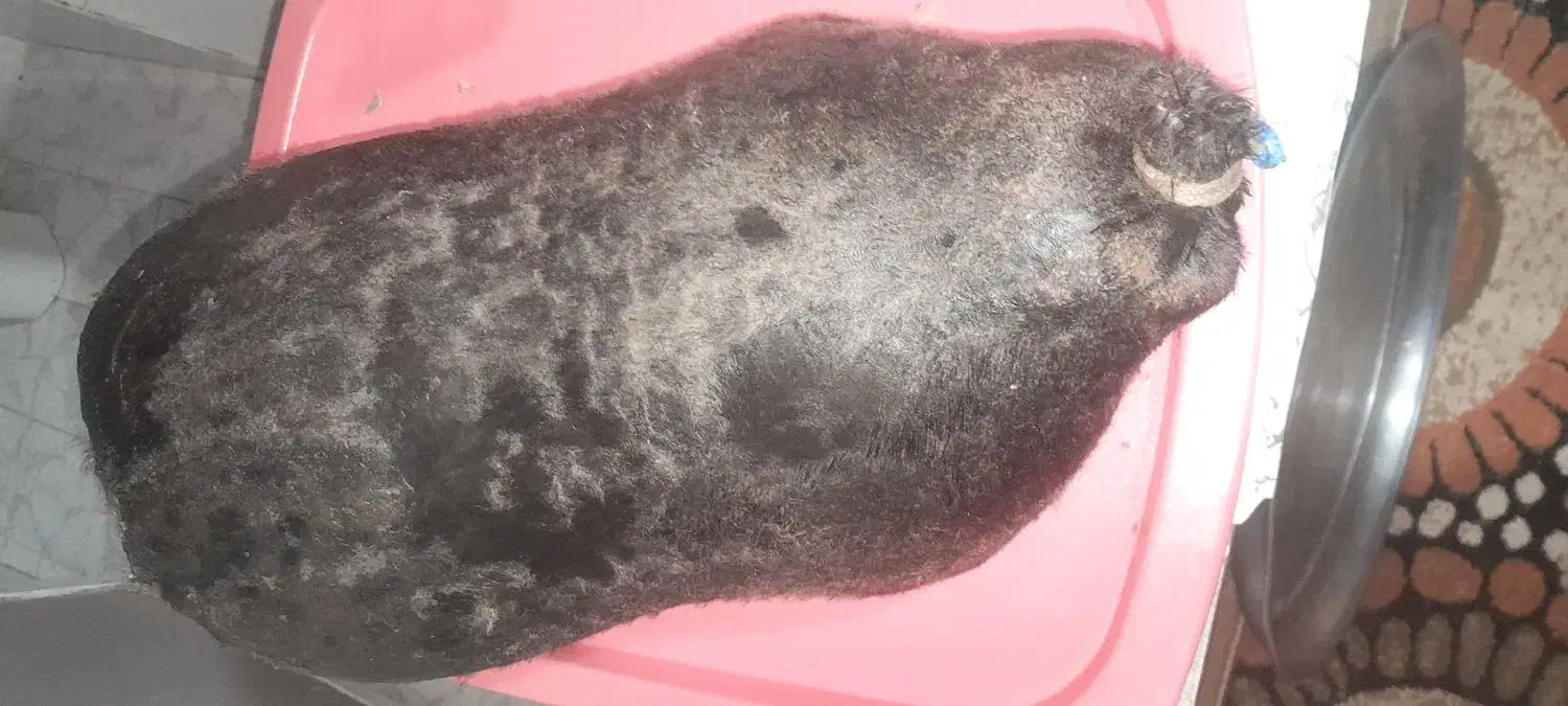 هیزه|ظروف نگهدارنده، پلاستیکی، یک‌بارمصرف|خرم‌آباد, |دیوار