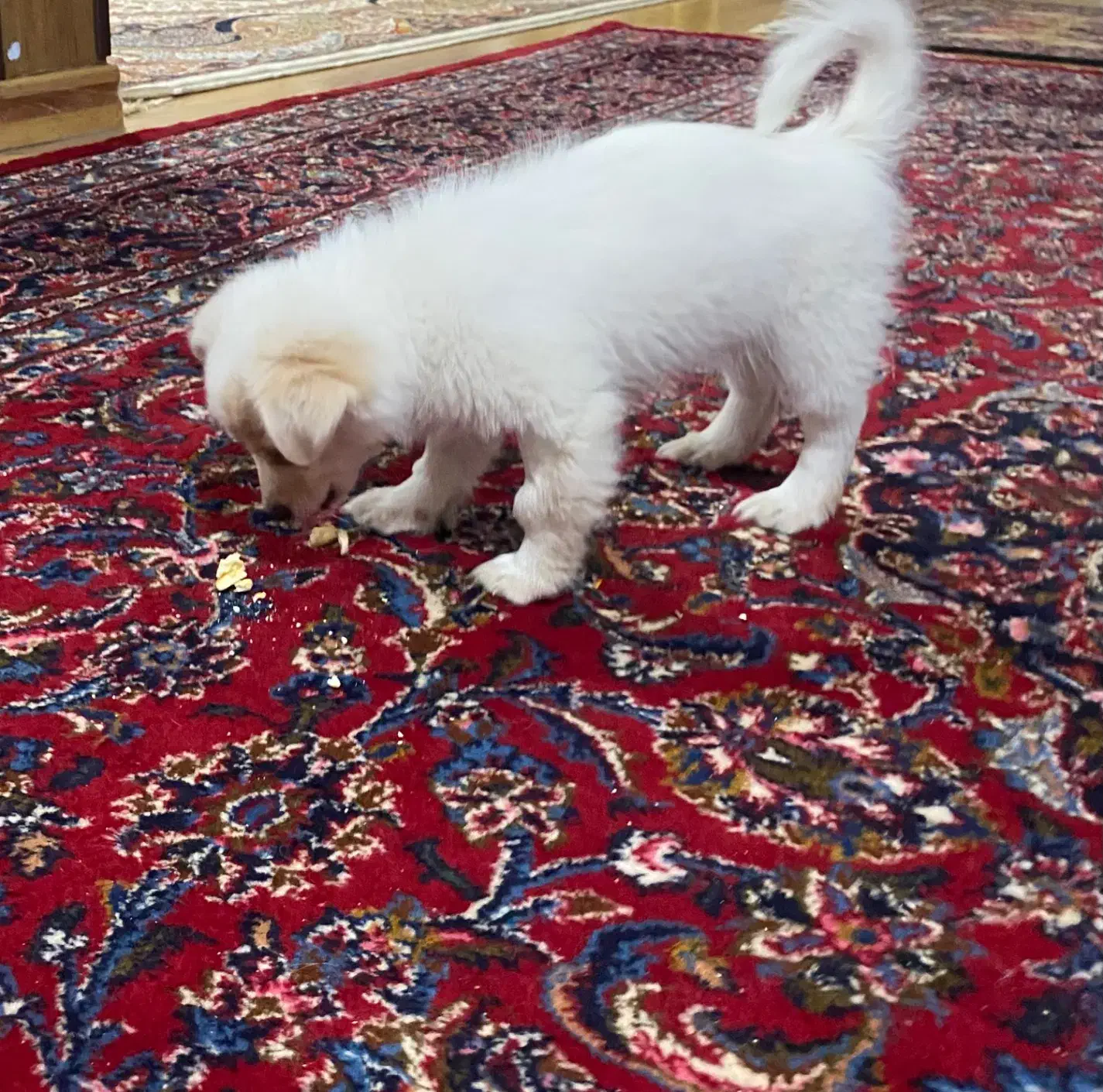 واگذاری سگ|سگ|آبیک, |دیوار