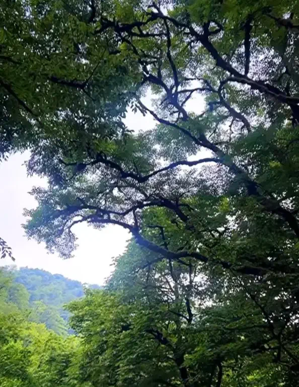 طبیعت گردی|گردهمایی و همایش|کرج, گلشهر|دیوار