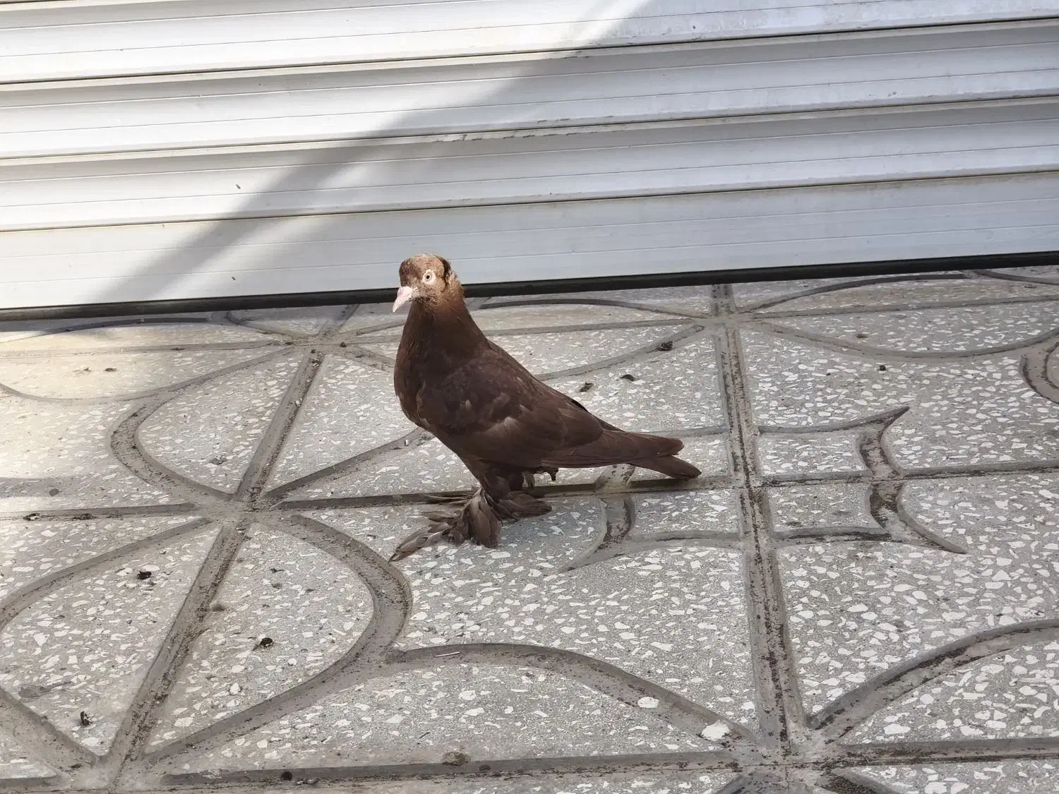 کبوتر راعبی جوونه|پرنده|جوین, |دیوار