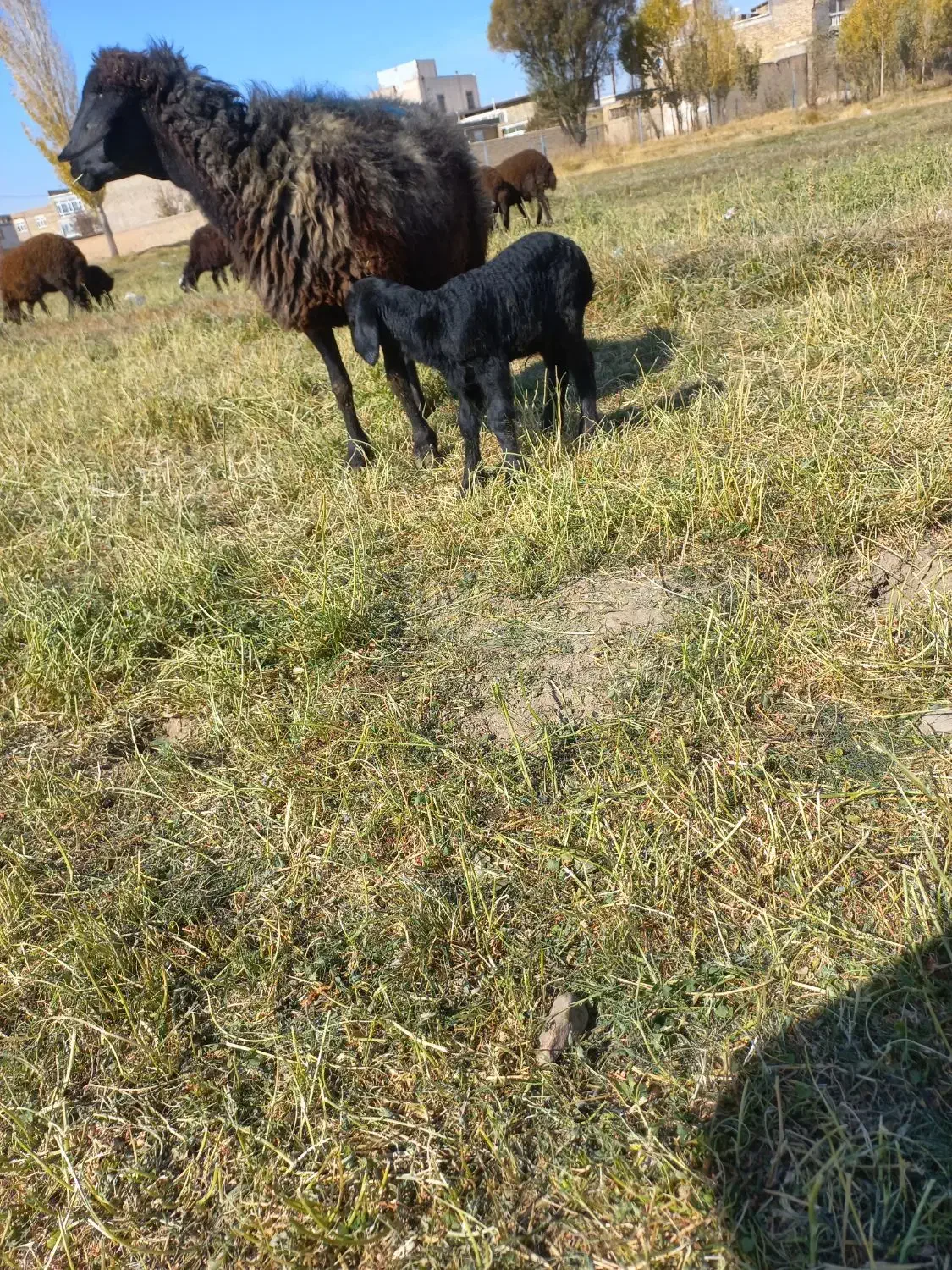 میش بره|حیوانات مزرعه|زالیان, |دیوار