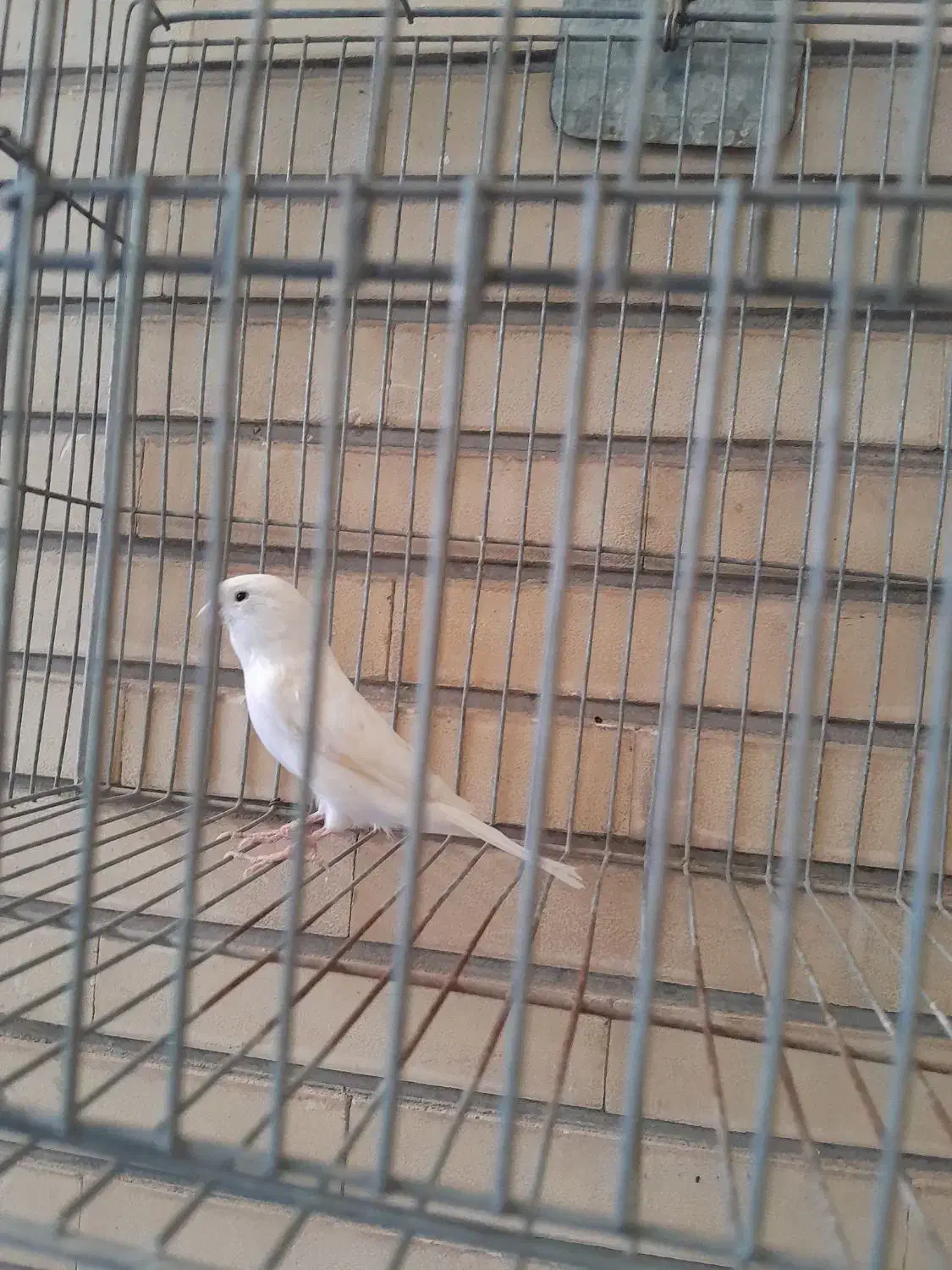 تعدادی قناری ماده سفید و سبز و سرحال|پرنده|اصفهان, احمدآباد|دیوار