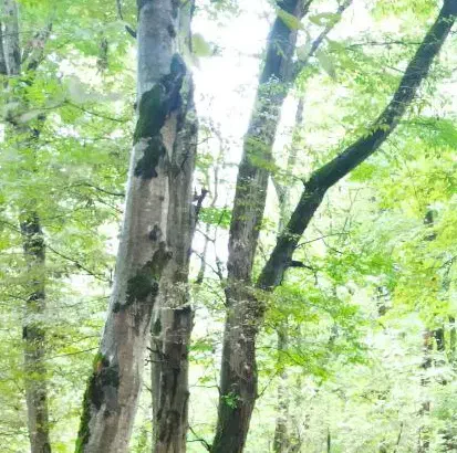 باغ|فروش زمین و ملک کلنگی|مشگین شهر, |دیوار