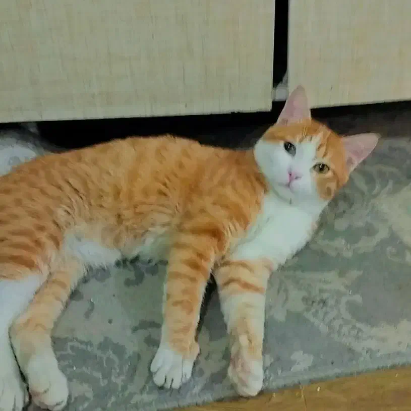 واگذاری گربه چهارماهه|گربه|ارومیه, |دیوار