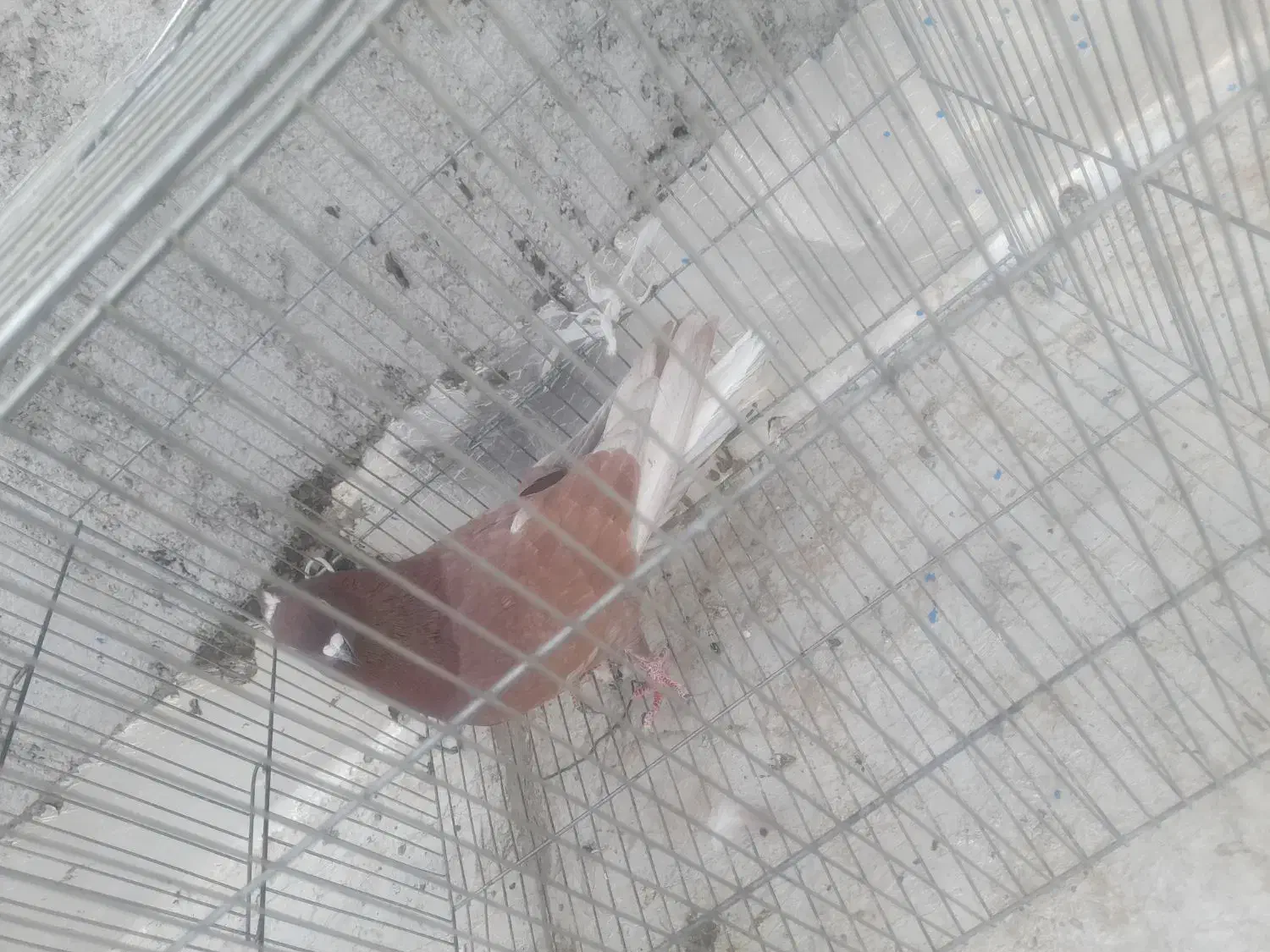 کفتر نر سرخ|پرنده|نجف‌آباد, یزدانشهر|دیوار