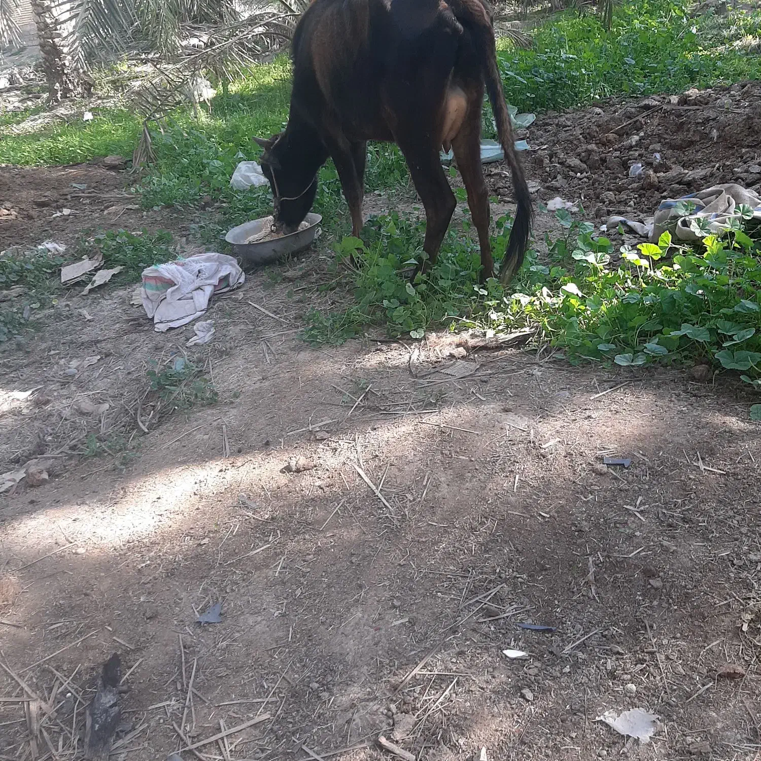 گاو|حیوانات مزرعه|یزد, |دیوار