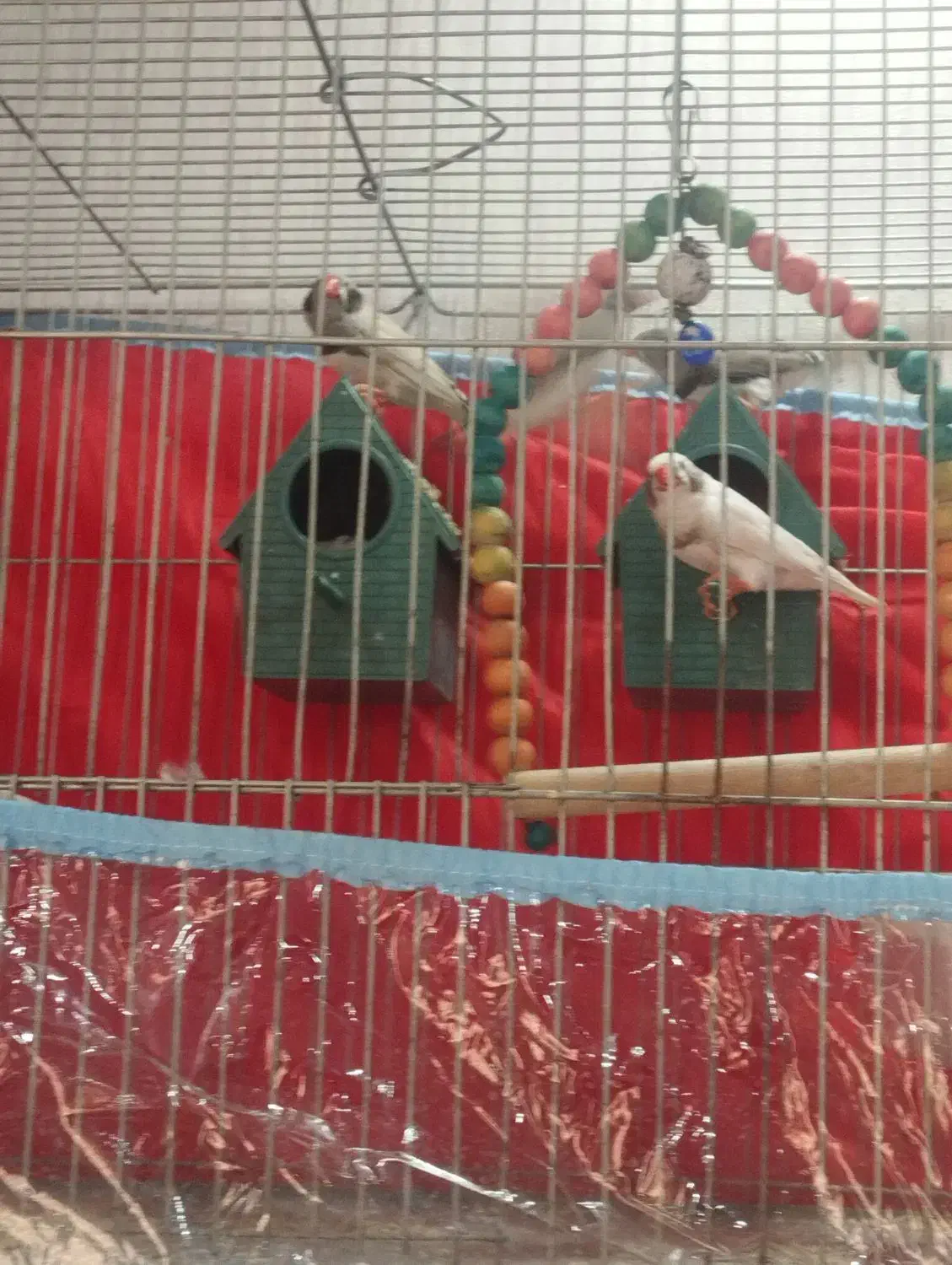 فنج لپ سیا|پرنده|کرج, مهرویلا جنوبی|دیوار