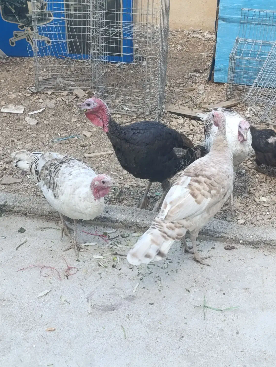 فروش بوقلمون|حیوانات مزرعه|یاسوج, |دیوار