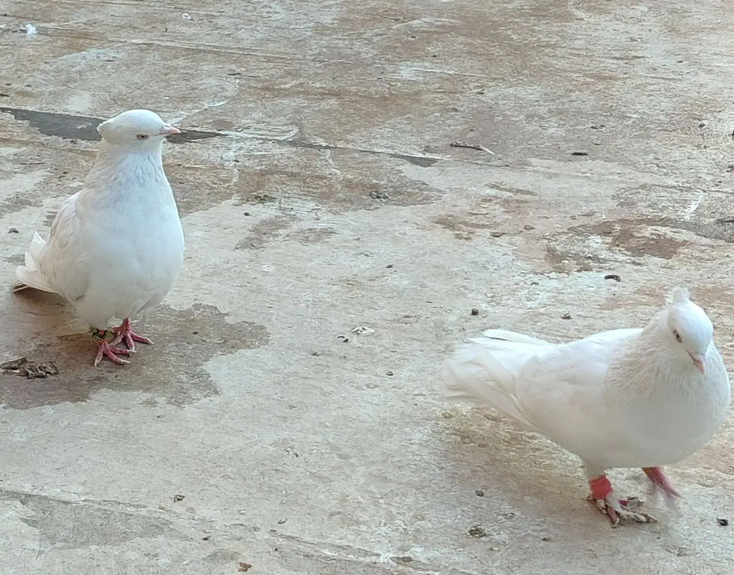 سفید اراکی اصل|پرنده|پاکدشت, پاکدشت (مامازند)|دیوار