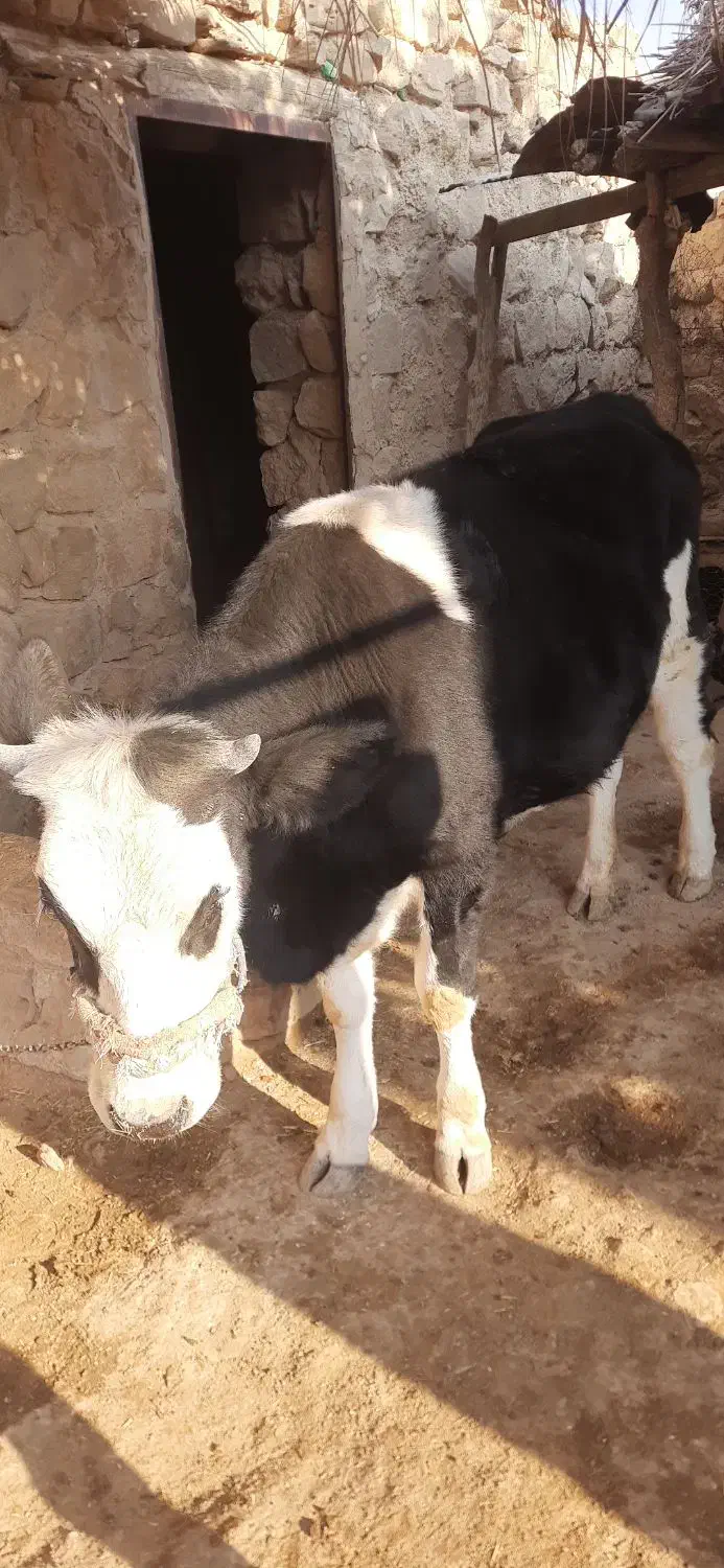گاو ماده|حیوانات مزرعه|ایوان, |دیوار