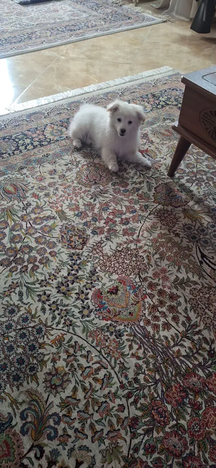 سگ پامر|سگ|قزوین, |دیوار