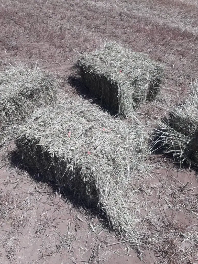 علف و پرس ورته|عمدهفروشی|گرمی, |دیوار