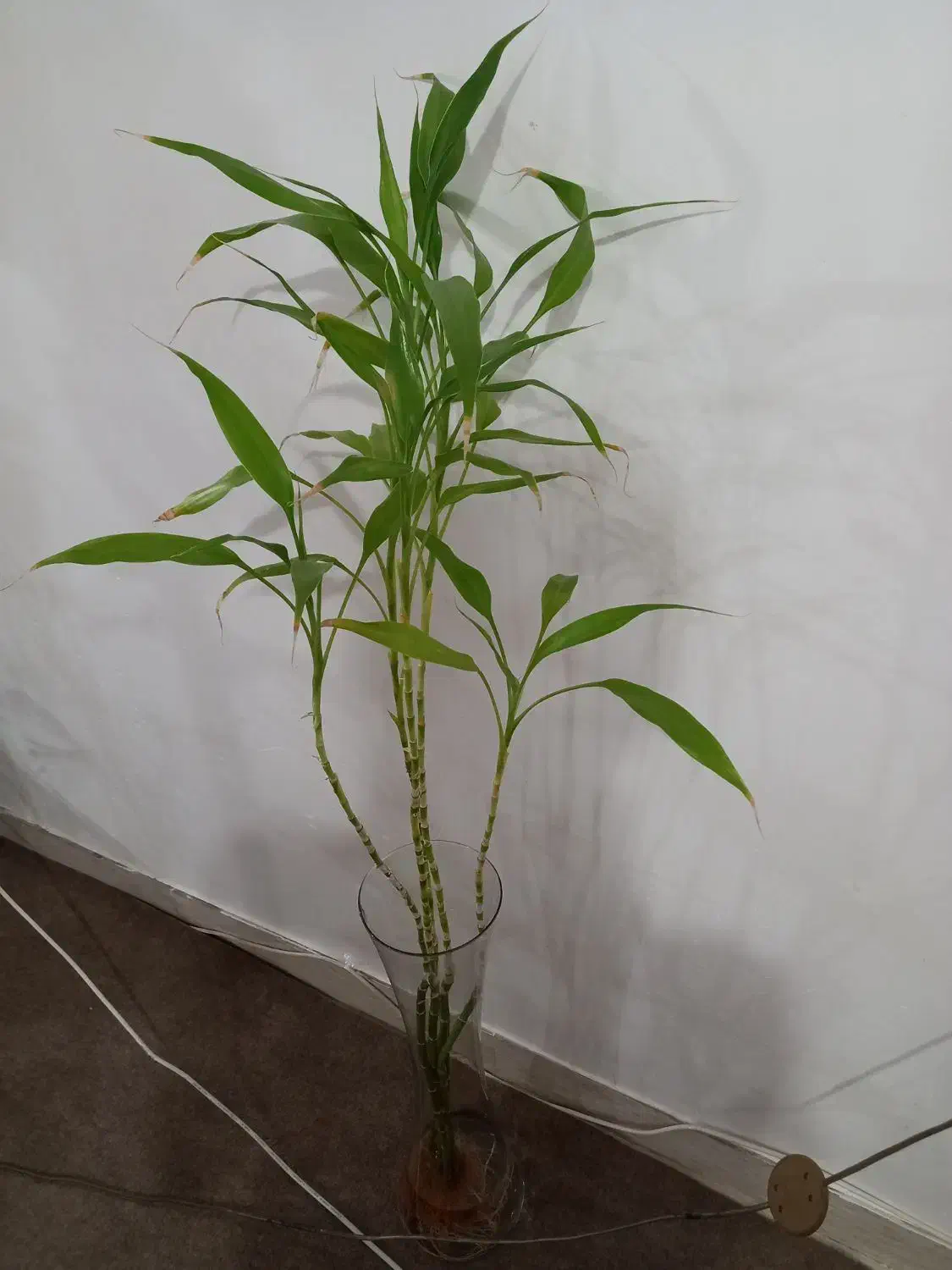 گیاه بامبو هدیه روز مادر|گل و گیاه طبیعی|اهواز, بهارستان|دیوار