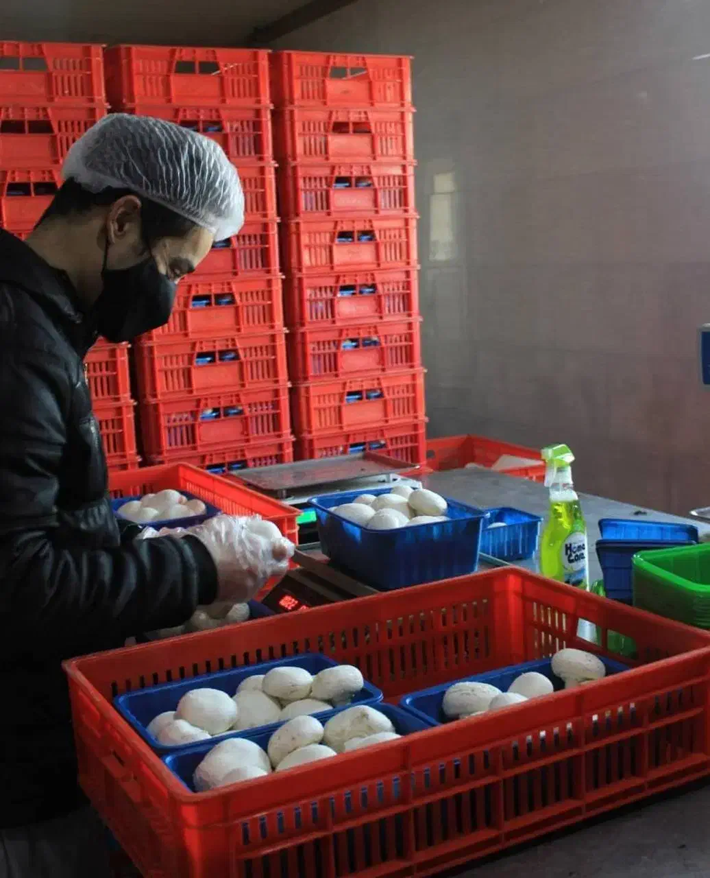 پرورش قارچ|خوردنی و آشامیدنی|مشگین شهر, |دیوار