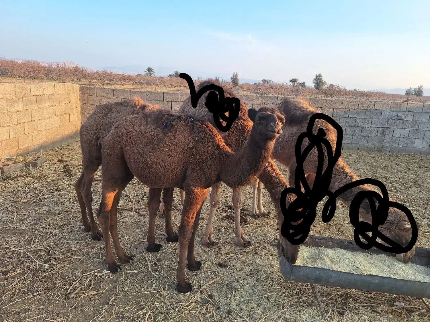 هاشی نر|حیوانات مزرعه|راور, |دیوار