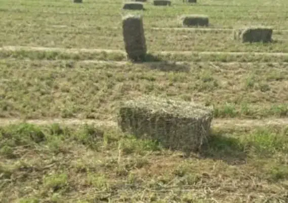 یونجه پرس شده|لوازم جانبی حیوانات|بوشهر, |دیوار