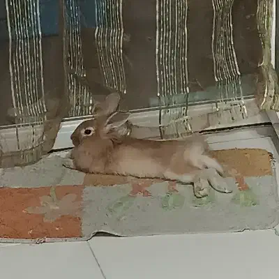 خرگوش نر|موش و خرگوش|اسلام‌شهر, شهرک واوان|دیوار