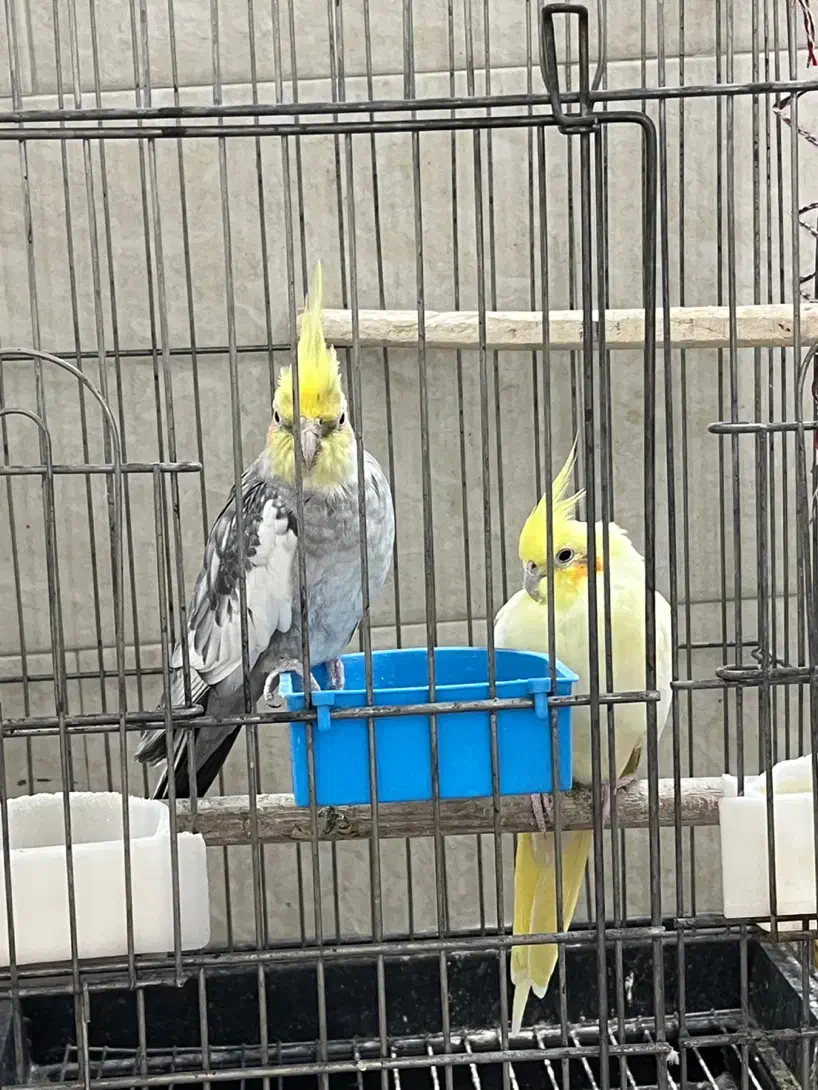 عروس هلندی|پرنده|تهران, اتابک|دیوار