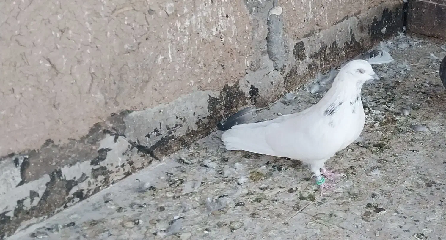 نر و ماده مایه کفتر ،ماده تیدی اصل|پرنده|پیر بکران, |دیوار
