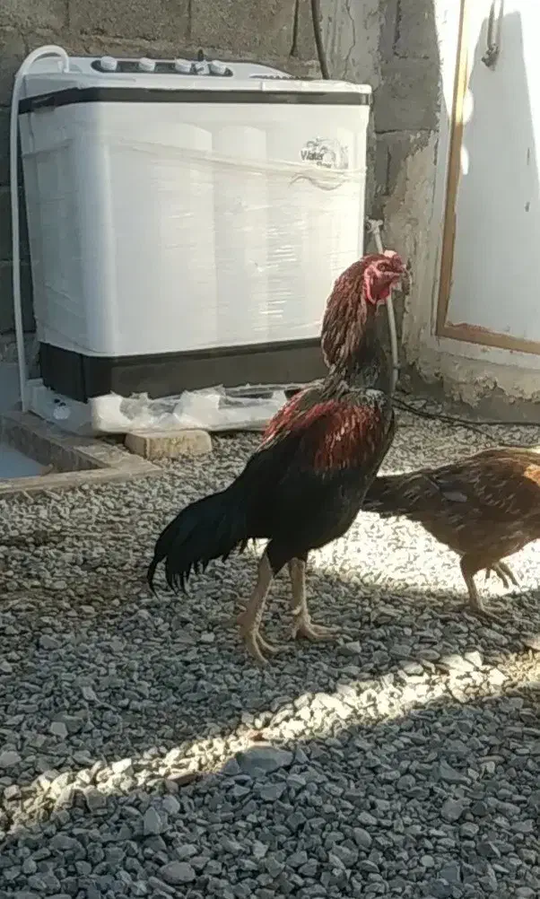 خروس لاری|حیوانات مزرعه|سراوان, |دیوار