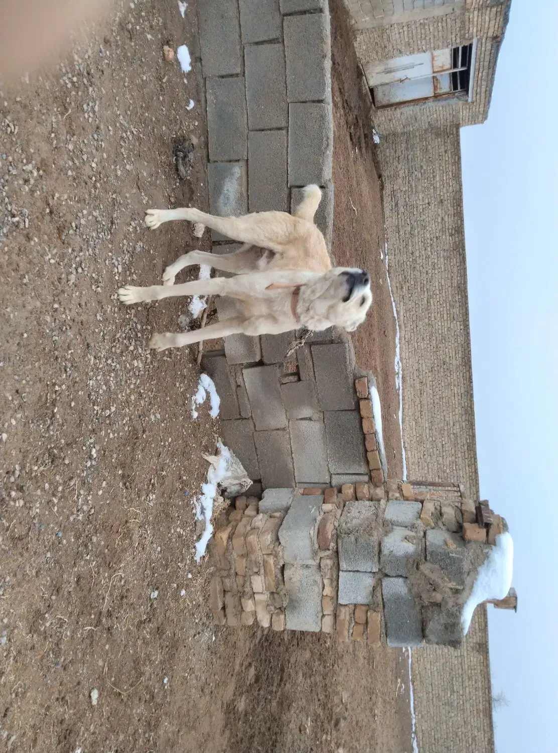 سگ گله|سگ|رضویه, |دیوار