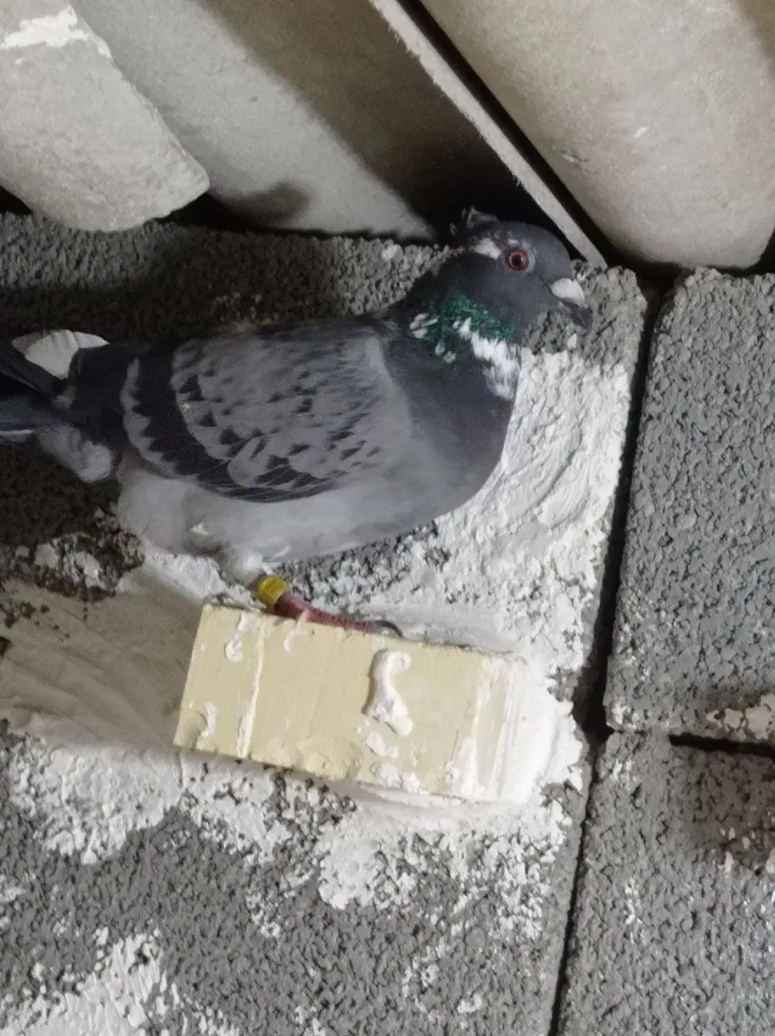 3تا کبوتر|پرنده|دزفول, |دیوار