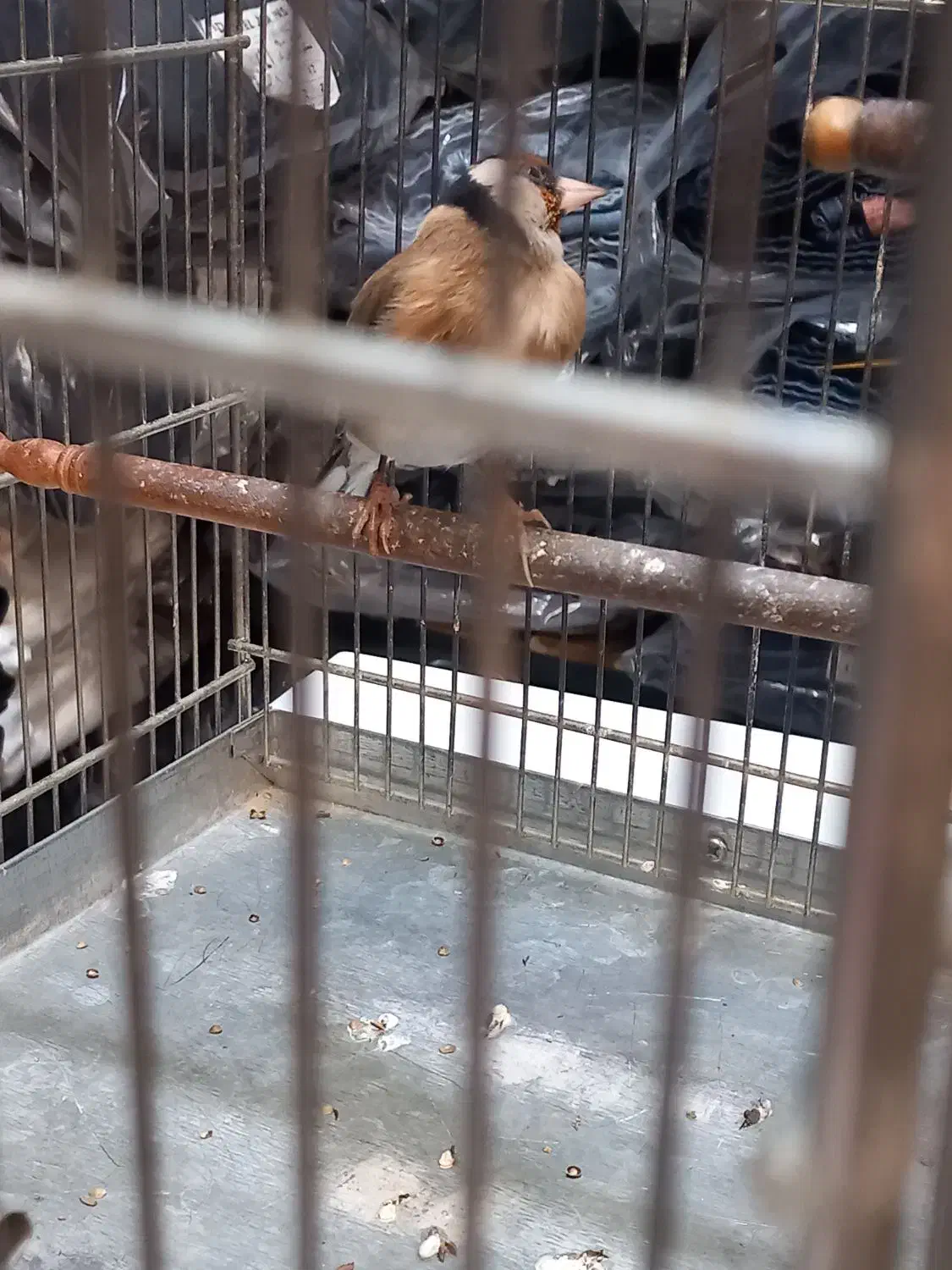 سره دهن لر|پرنده|ری, اقدسیه|دیوار