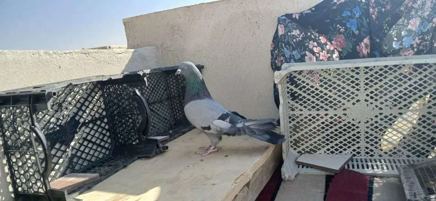کبوتر اصفهانی|پرنده|شاهین‌شهر, نسیم ۵|دیوار