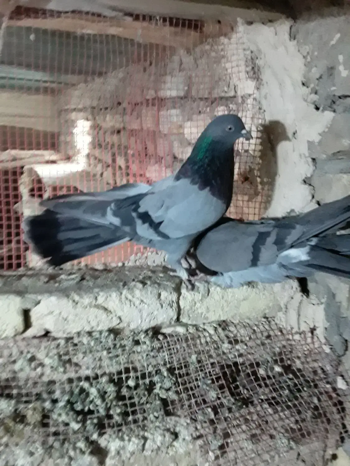 کبوتر پر|پرنده|لاران, |دیوار