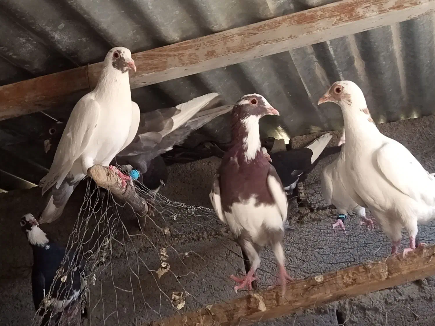 تعدادی کبوتر|پرنده|زرند, |دیوار