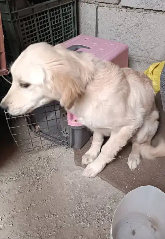 سگ گلدن رتریور اصلی|سگ|هشتگرد, مدرس|دیوار